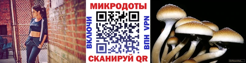 Псилоцибиновые грибы Psilocybine cubensis продажа наркотиков Белокуриха